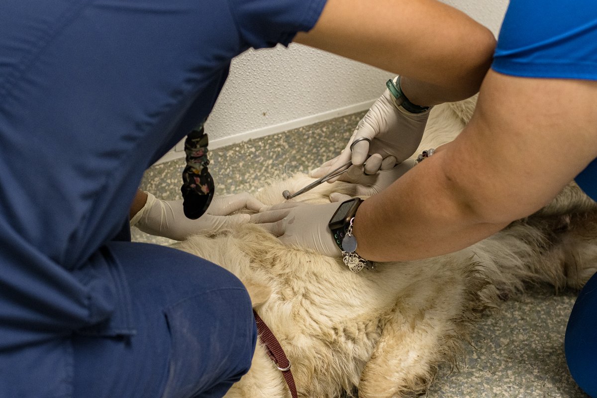 HoustonSPCA's tweet image. We&apos;re overjoyed to announce that Dulce,  who was once covered in ticks, has found a loving home! Sadly, many other dogs suffer the same fate. Your support can make a real difference. Donate today at houstonspca.org/givelocal #AnimalRescue #DogRescue #GiveLocal