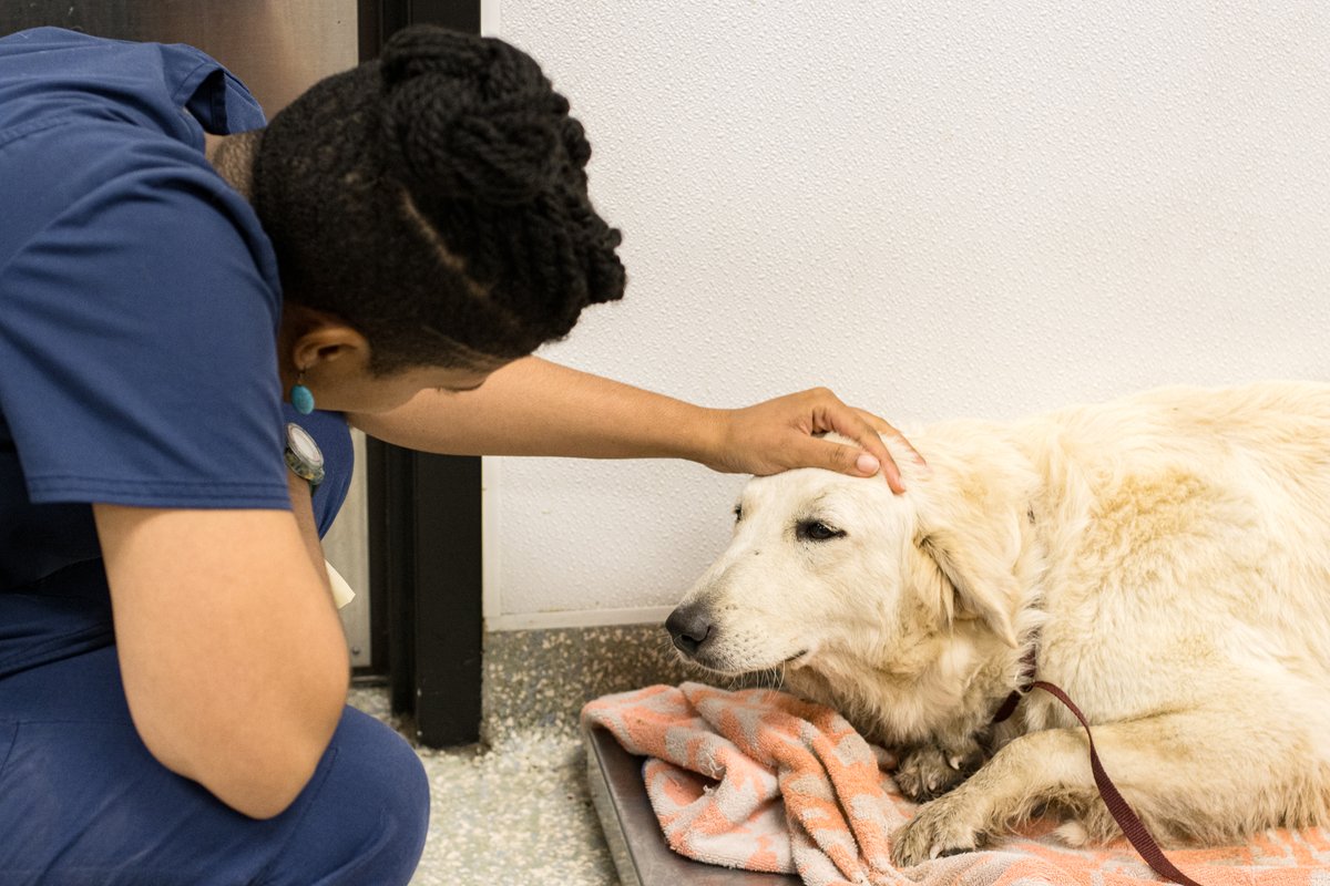 HoustonSPCA's tweet image. We&apos;re overjoyed to announce that Dulce,  who was once covered in ticks, has found a loving home! Sadly, many other dogs suffer the same fate. Your support can make a real difference. Donate today at houstonspca.org/givelocal #AnimalRescue #DogRescue #GiveLocal