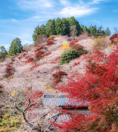 日本秋季樱&枫观赏胜地