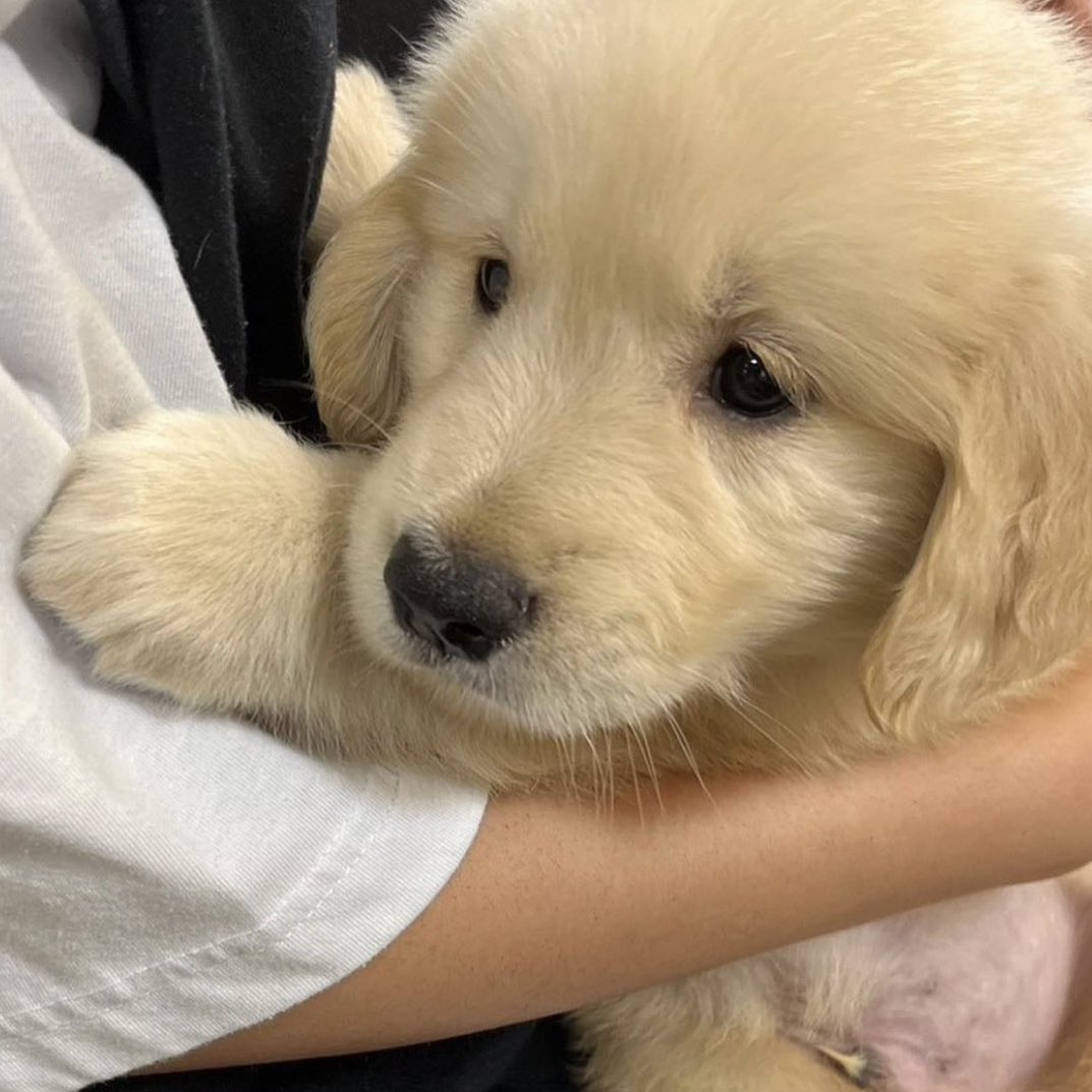 ไม่ไปเรียนพิเสดได้ไหม เค้าท่องสูตรคูณได้แลวนะ