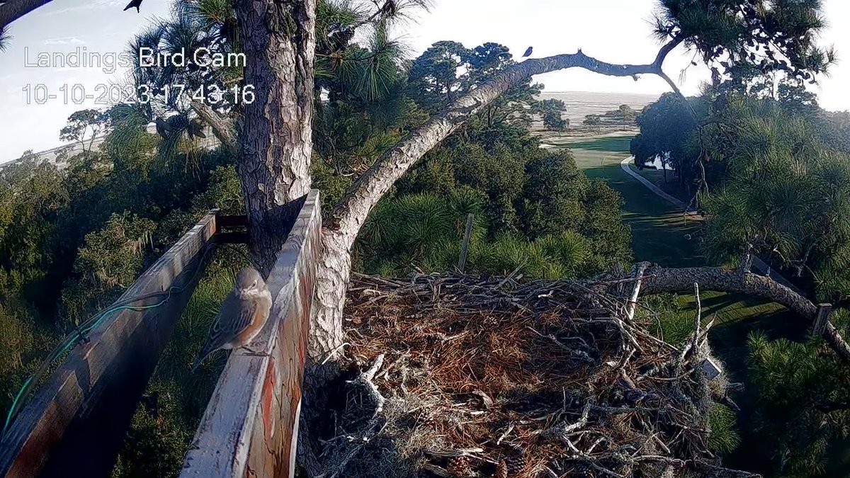 17:43 10/10 The Eastern Bluebird on the artificial branch is easy to spot but can you find the two other bluebirds in the nest?