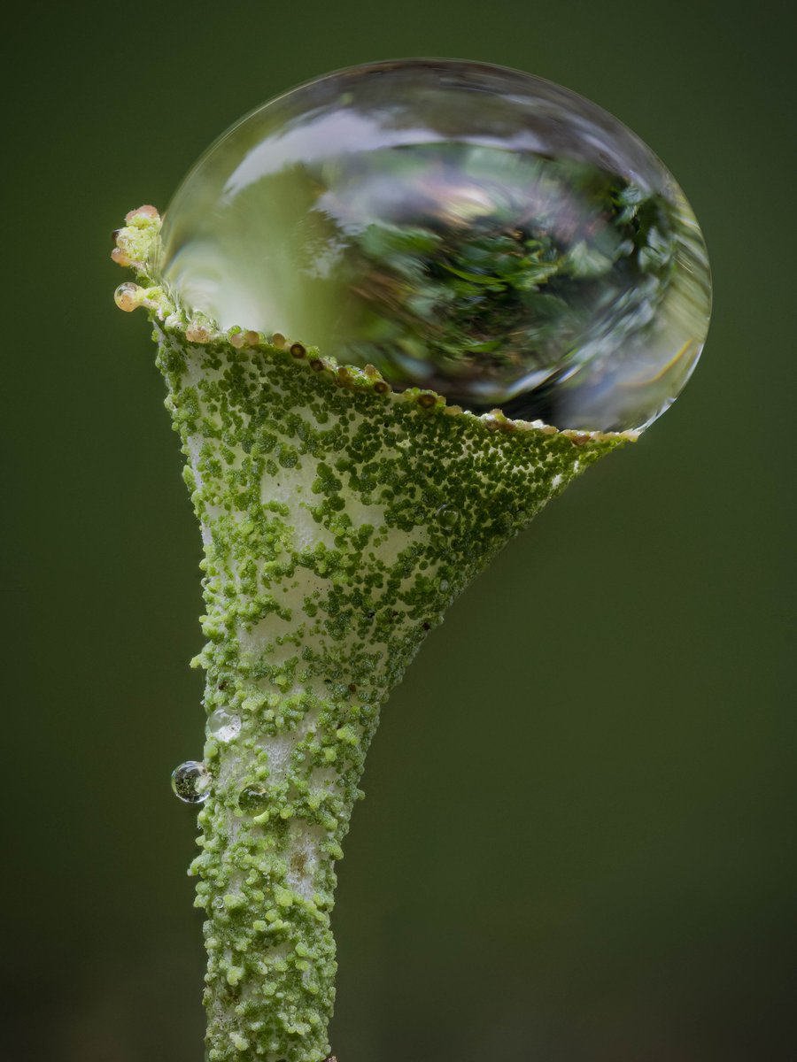 Pixie Cup Lichen I Photographed the other day.

Aren't they awesome!

#macro #pixiecuplichen #pixiecup #raindrops #raining #nature
