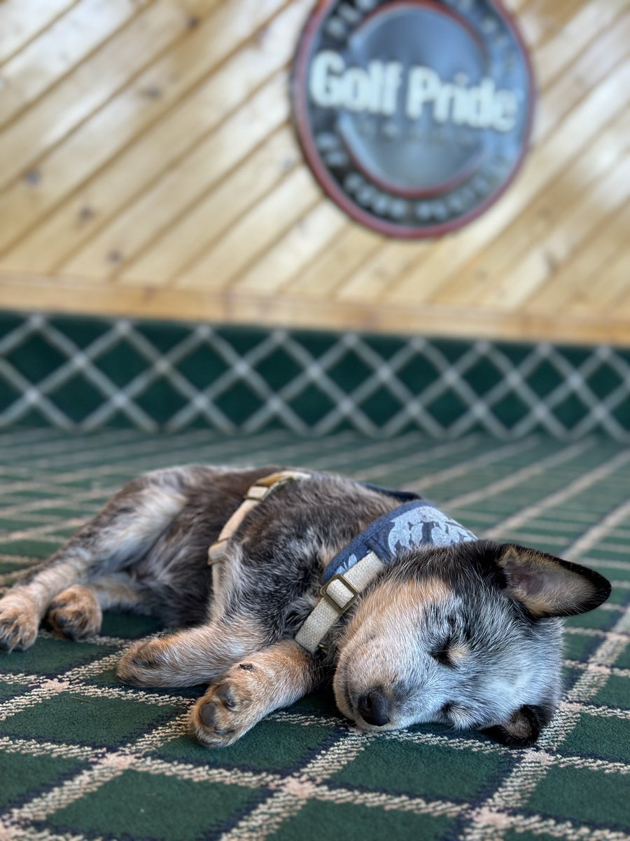 ScottGolf1610's tweet photo. Blue is just beat after watching all the   @golfpridegrips  being changed @Cardinalhills #adorable #puppy #golfshop https://t.co/iPEnBAWSdw