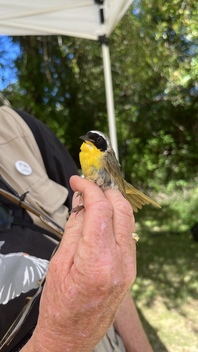 PowerToBe's tweet photo. We love working with @rockypointbird🐦! In 2021, Rocky Point Bird Observatory began a MAPS (Monitoring Avian Productivity and Survivorship) station at Power To Be's Prospect Lake site to obtain information about #songbird populations. Learn more here: https://t.co/xdip5wOhQw https://t.co/PZLFLnFymQ
