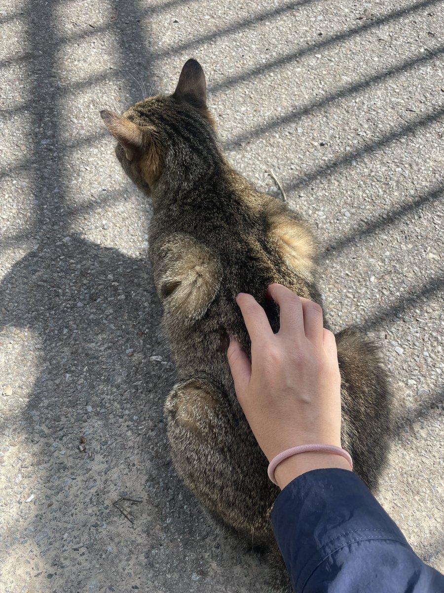 vvhchan's tweet photo. And the cat that came by while I was prepping my talk in a corner of the island🥰 https://t.co/m1uysfR6vM