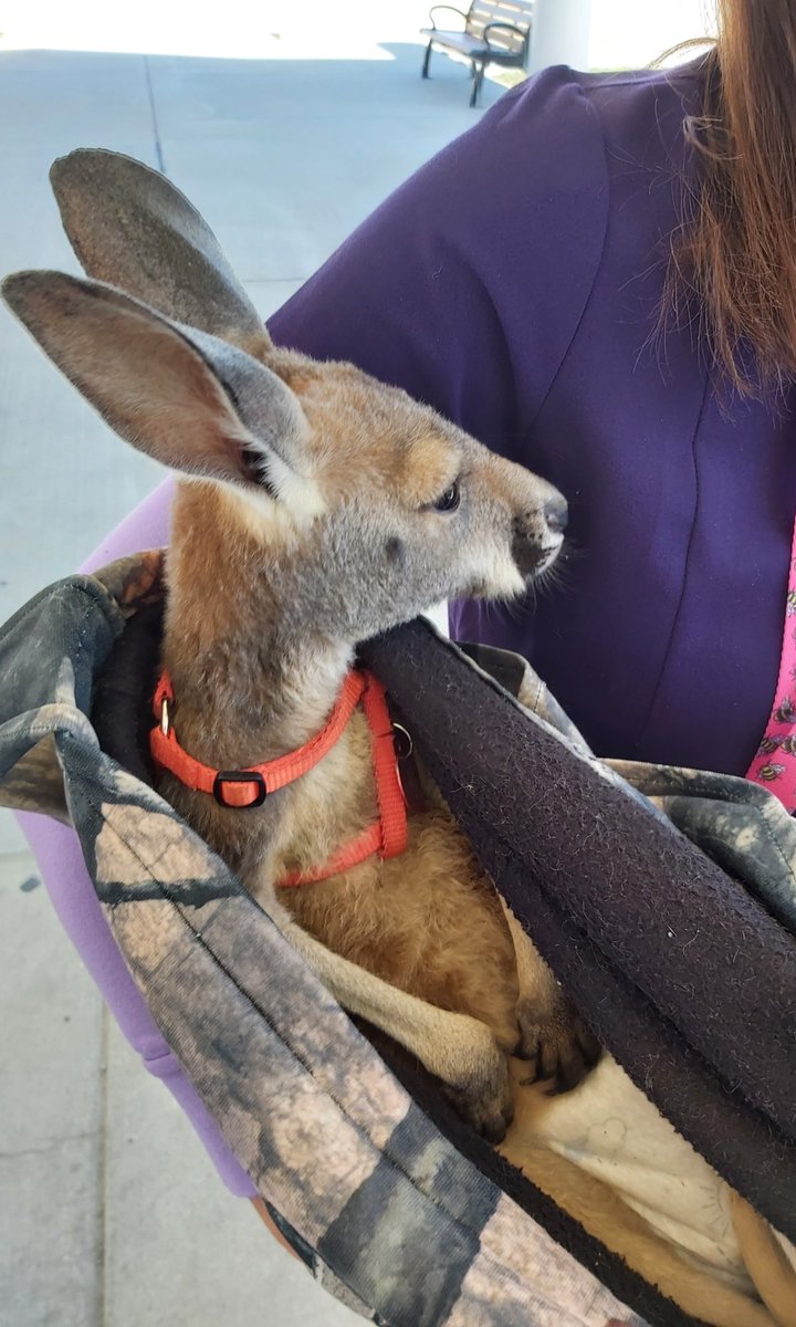 Twm1958's tweet photo. All I know about the baby kangaroo is that a lady brought it to the VA hospital, and they were taking it to see her grandfather. And yes, I couldn't resist, I gave it a belly rub! #BellyRubTime https://t.co/KIMP0wE1Ko