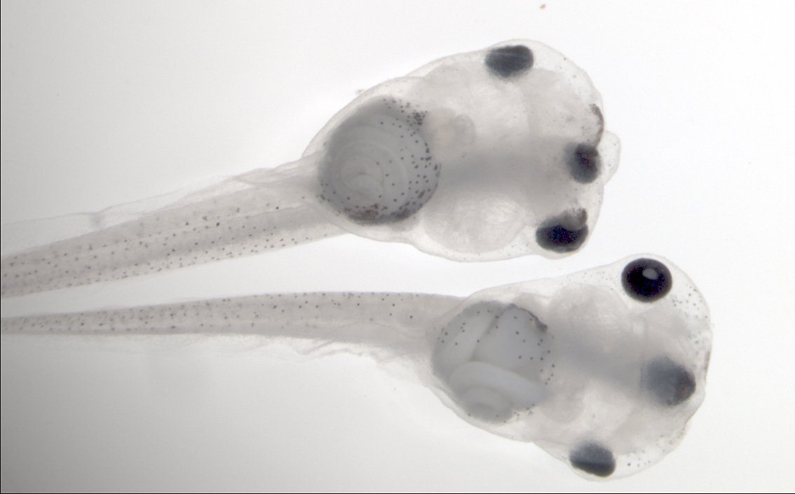 Michael Levin (@drmichaellevin) on Twitter photo <a href="/NeuroFishh/">Tom Baden</a> <a href="/SimenBru/">Simen Bruøygard</a> I see your zebrafish with an eye in its mouth, and I raise you 2 Xenopus tadpoles with a similar ectopic eye, made by modifying developmental bioelectricity (injection of K+ channel, by <a href="/_sherryaw_/">Sherry Shiying Aw</a> when she was a student in my lab)! I have more photos somewhere. <a href="/NeuroFishh/">Tom Baden</a> <a href="/SimenBru/">Simen Bruøygard</a> I see your zebrafish with an eye in its mouth, and I raise you 2 Xenopus tadpoles with a similar ectopic eye, made by modifying developmental bioelectricity (injection of K+ channel, by <a href="/_sherryaw_/">Sherry Shiying Aw</a> when she was a student in my lab)! I have more photos somewhere.