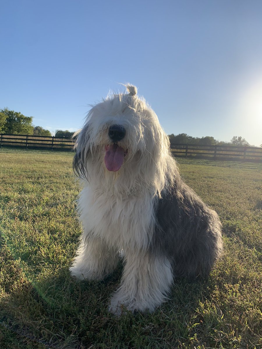 Can I get a boop? 

#DogsofX #OldEnglishSheepdog