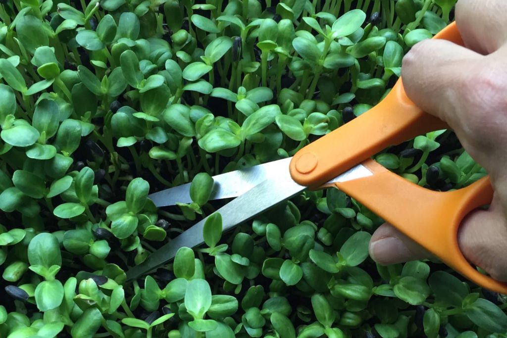 projwellnow's tweet image. WHY YOU SHOULD EAT SUNFLOWER SPROUTS buff.ly/3oZP6d7 #nutrition #sprouting #diet