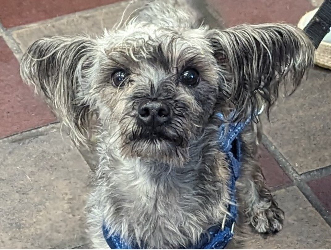 MyBoxerLuvMac1's tweet photo. πJinxπ
#NYCACC #183752 2y
βͺοΈTo Be Killed: 10/12π
Super cute 10lb, lil fluff'sπ, after surr. Friendly, easily handled, active,
c.trained. Loves car rides, stuffies + socks!
Needs loving, N.East #Foster, 2 decompress, as yr 1 + only furbaby.
Pls #pledge 4 #Rescued
πJinx https://t.co/JYMbOgyAjX