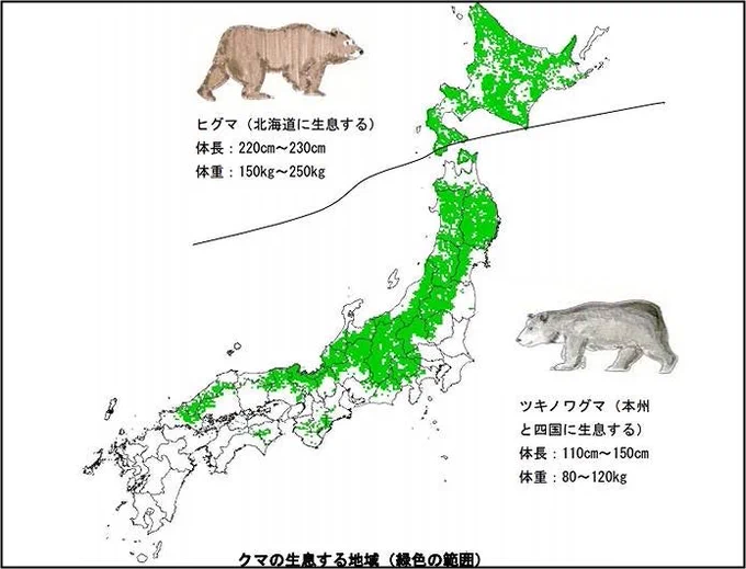 クマ話、近畿住みとしては(申し訳なくも正直)ヒトゴト的に見てたんだが、六甲山系にも居るんだ…(近い) 