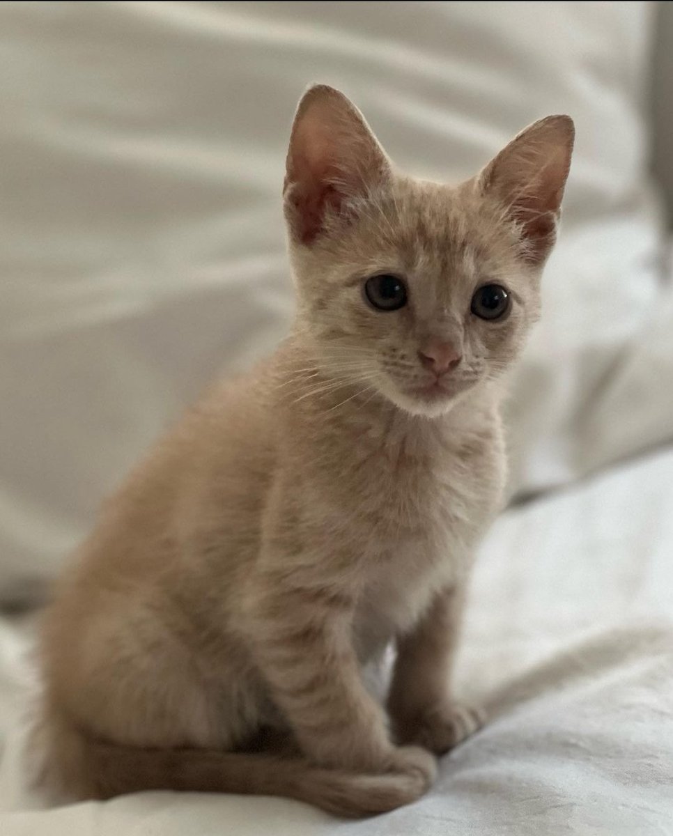 Lali agradeció el amor por su cumpleaños en su inst y presentó a su hijo recién adoptado "Villano"

Mori de amooor