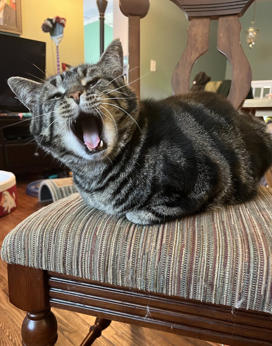 if he didnt want me to take pictures of him mid-yawn maybe he shouldnt yawn so big