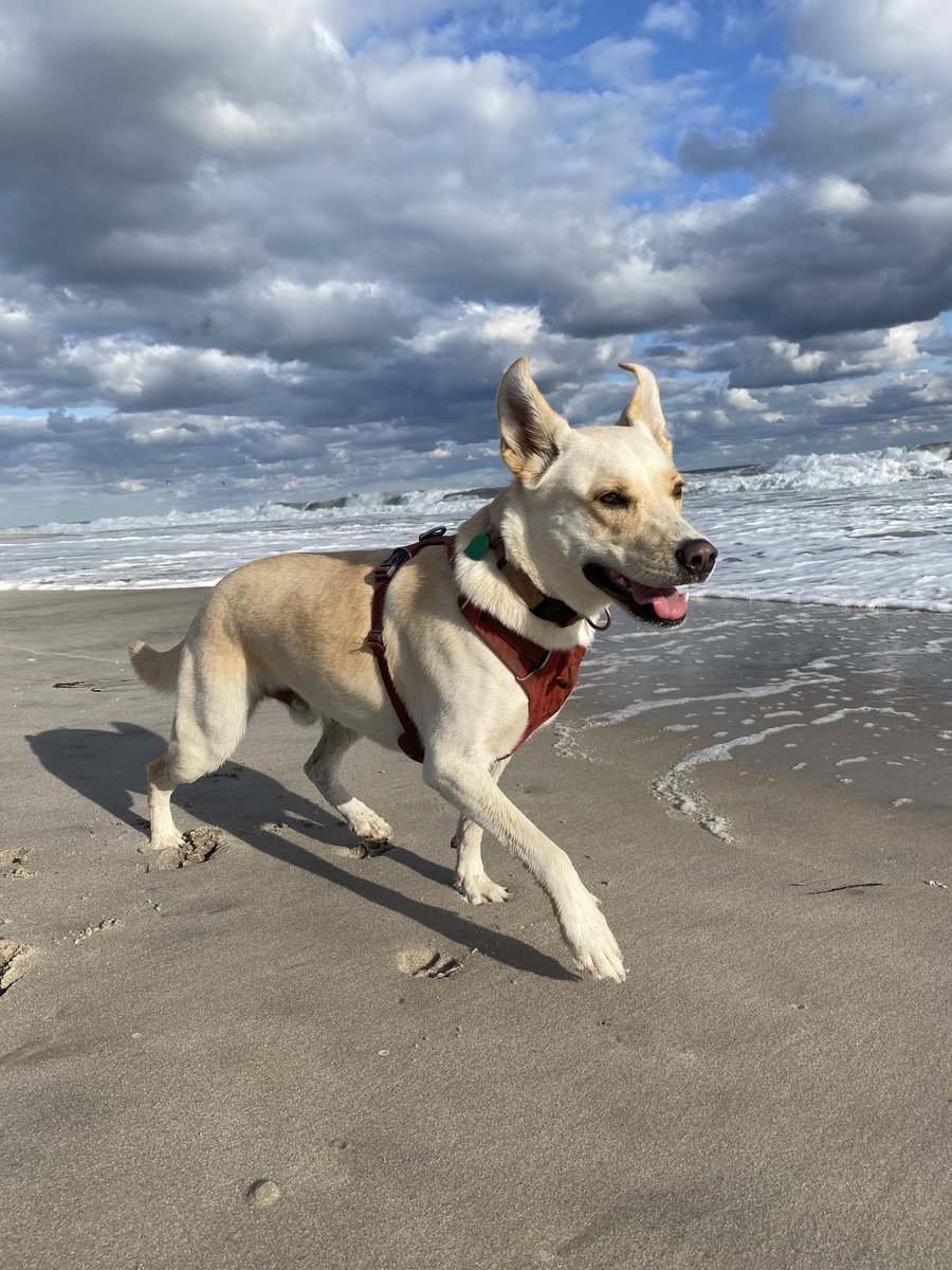 Peter Bondi tweet media