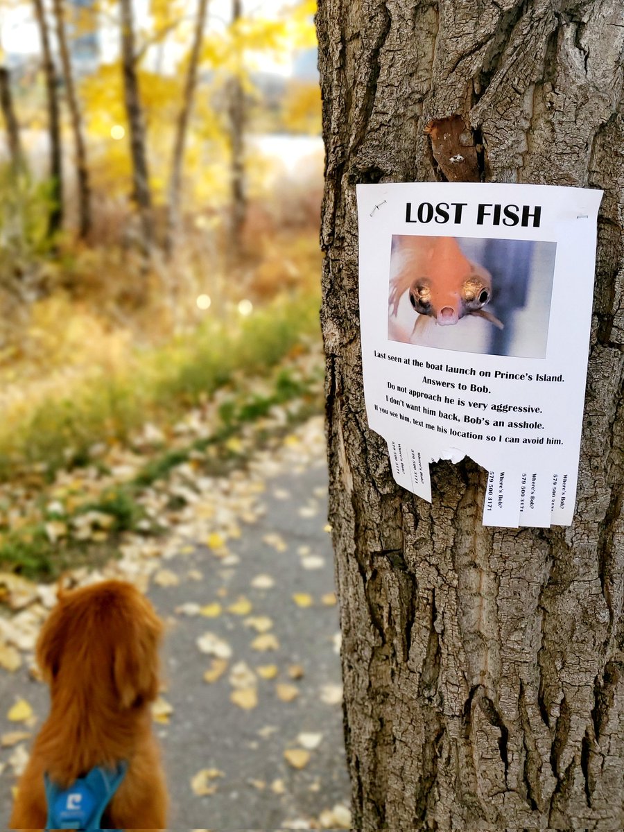 Taylor__Merritt's tweet photo. Has anyone seen #BobTheFish? https://t.co/DaNeejA1Ge