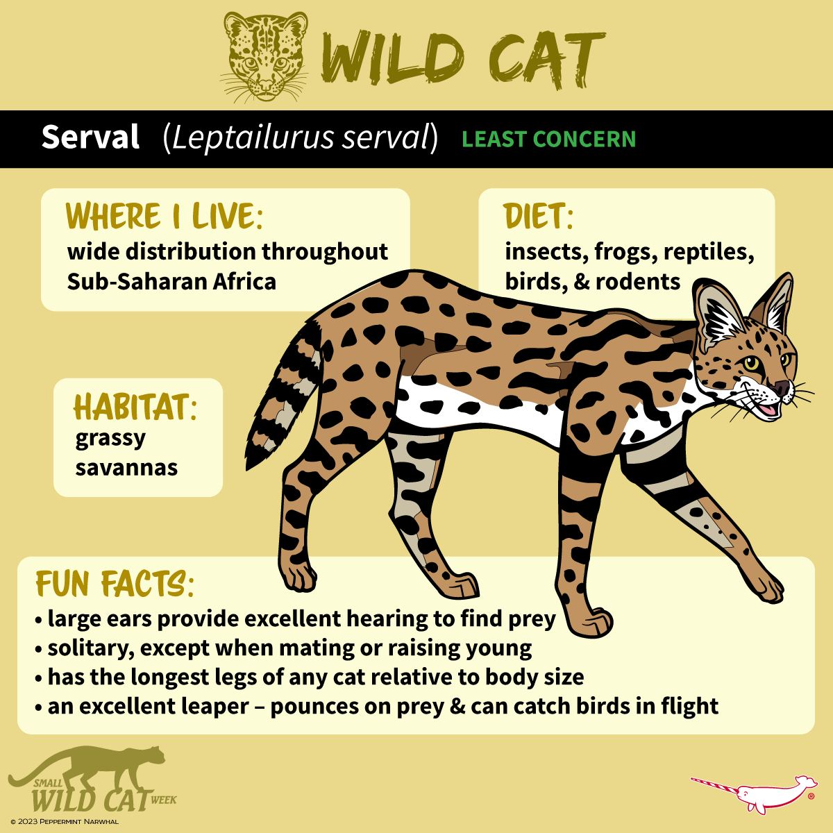 PepomintNarwhal's tweet photo. #SmallWildCatWeek #Serval
2024 Animal Holiday Calendar:
https://t.co/DYKNuSDvQc
Shop #PeppermintNarwhal: https://t.co/gqm4S4eKqn
#WildCat https://t.co/vDBShee3Hs