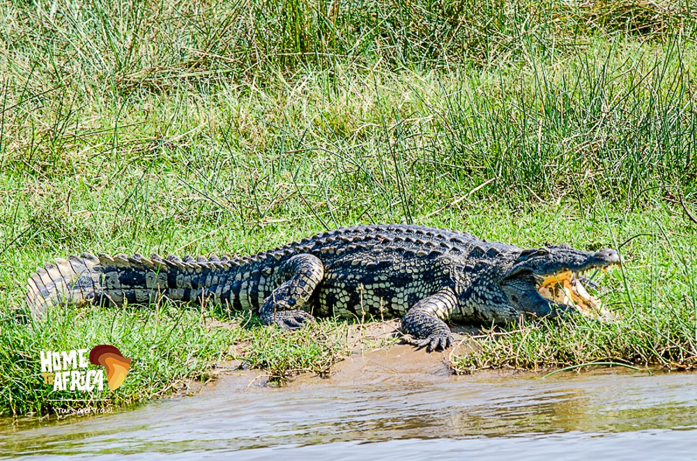 🌿 Embrace the Wild: Witness the heart-pounding moment as a Nile crocodile basks in the sun, jaws wide open, just outside the river! Nature's wonders await you in Uganda. Experience the thrill up close and personal on our safari tours. #BBCWildlifePOTD #ExploreUganda #crocodile