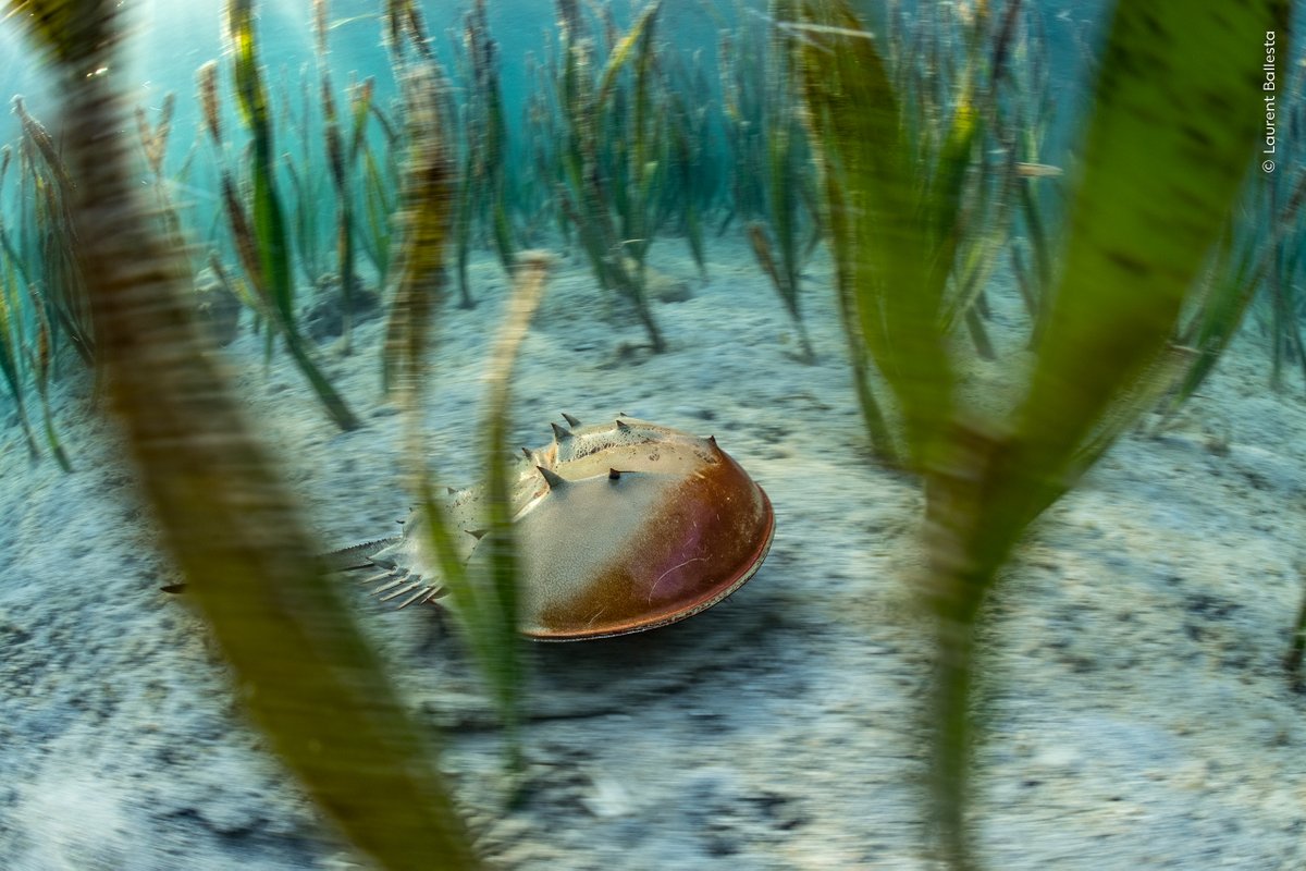 NHM_WPY's tweet photo. 'To see a horseshoe crab so vibrantly alive in its natural habitat, in such a hauntingly beautiful way, was astonishing. 

We are looking at an ancient species, highly endangered, and also critical to human health. This photo is luminescent.' - Kathy Moran, #WPY59 Jury   chair https://t.co/vluwcR68Eq