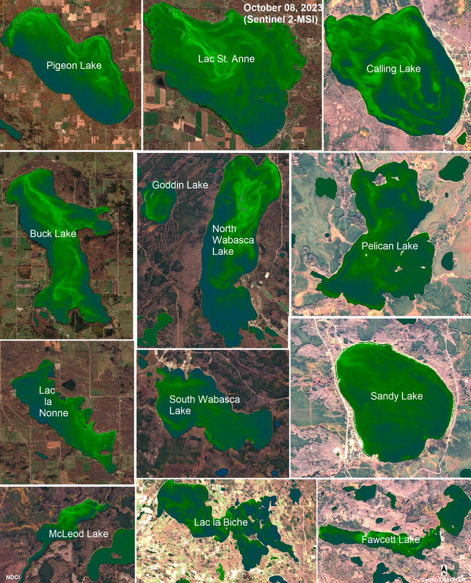 CyanoTracker's tweet photo. The recent #Sentinel2 scenes (Oct 08, 2023) captured on-going blooms in several Canadian lakes. 
@CdnWaterNetwork @CanadianWater @EOLakeWatch
@CYANOCOST @CyanoLakes @CopernicusEU https://t.co/bdVXt99fqa