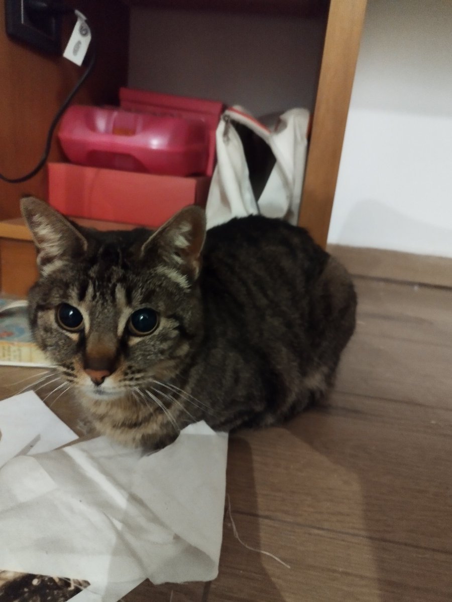Busco hogar transitorio/permanente para gata hembra adulta. ES CIEGA. Castrada. La encontré en el medio del corredor y no me la puedo quedar. Se llama dominga es piola. Compartan porfi