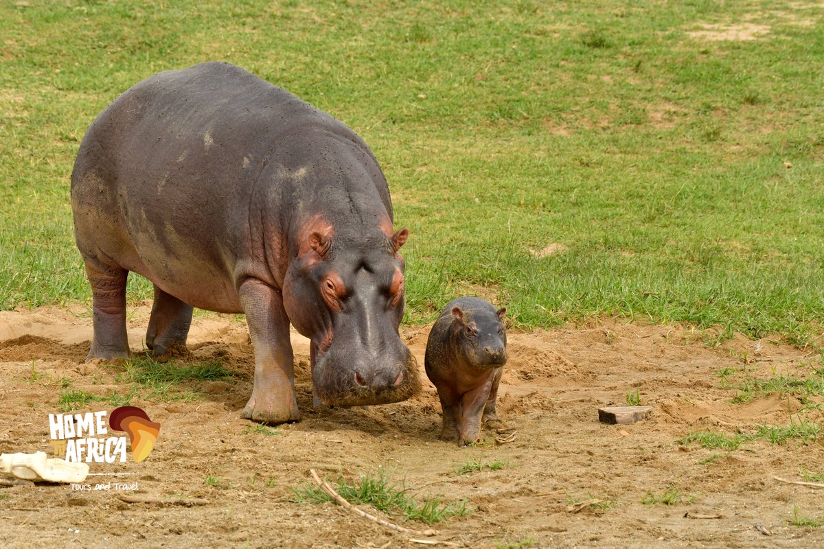 🦛 A Mother's Love: Marvel at the serene sight of a hippo mother with her adorable baby! Our safaris let you witness the beauty of nature's most nurturing bonds. Come, be a part of their world, and create unforgettable memories. 🌅🦛 #NatureLovers #nature #love #PhotoOfTheDay