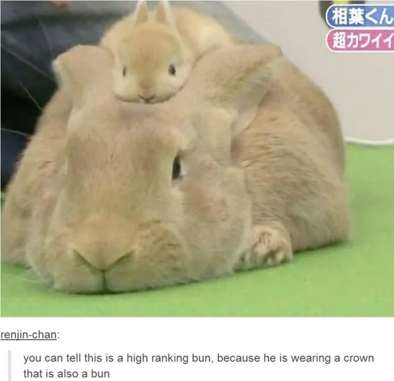 RabbitEveryHour's tweet photo. https://t.co/0DaLG00hpP