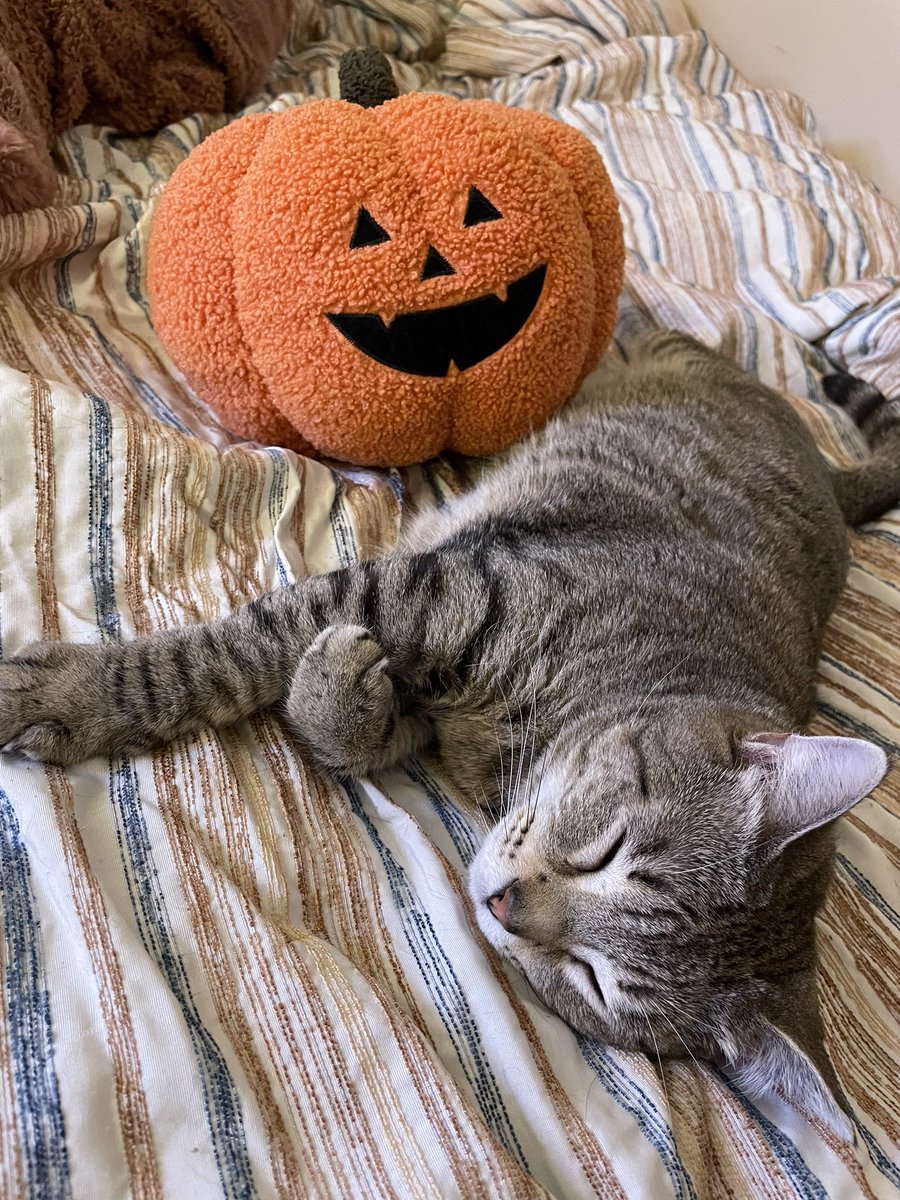 kelbeemoo's tweet photo. life update: i thrifted a cool new sweater, i did someone’s nails for the first time, and i bought a cool pumpkin pillow that has a heating pad inside it 🎃🍂🍁 https://t.co/2VScdpskho