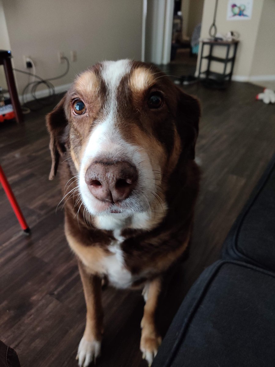 UnxpctdAdvocate's tweet photo. @dogfather This is my sweet Edgar whom I lost almost 2 yrs ago. I adopted him at age 2 &amp; had him for 10.
I got him right before my first health diagnosis &amp; he was exactly what I needed. Pure unconditional love.
He never made @dog_rates but he was always my 15/10! https://t.co/uw6TSvWmUC
