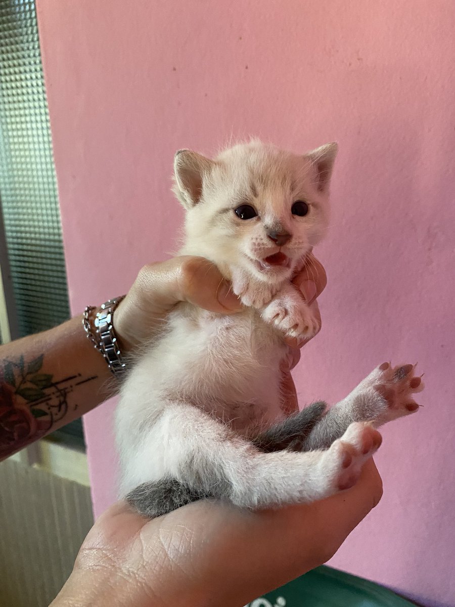 CarmeDarhanpe's tweet photo. Yo se que twitter es servicio asiii que ahí les va. Estamos dándoles de comer a una camada de 16 gatitos aprox (una embarazada y una con 4 bebés) y queremos usar este espacio para pedir a quien pueda colaborar con un poco de granitos ya que a veces se hace pesado para tantos 🖤🙏🏻 https://t.co/wdncKU4mVu