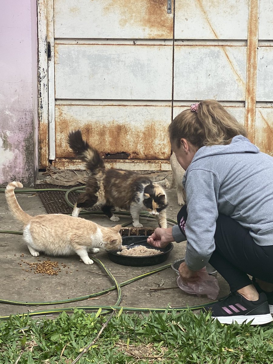 CarmeDarhanpe's tweet photo. Yo se que twitter es servicio asiii que ahí les va. Estamos dándoles de comer a una camada de 16 gatitos aprox (una embarazada y una con 4 bebés) y queremos usar este espacio para pedir a quien pueda colaborar con un poco de granitos ya que a veces se hace pesado para tantos 🖤🙏🏻 https://t.co/wdncKU4mVu