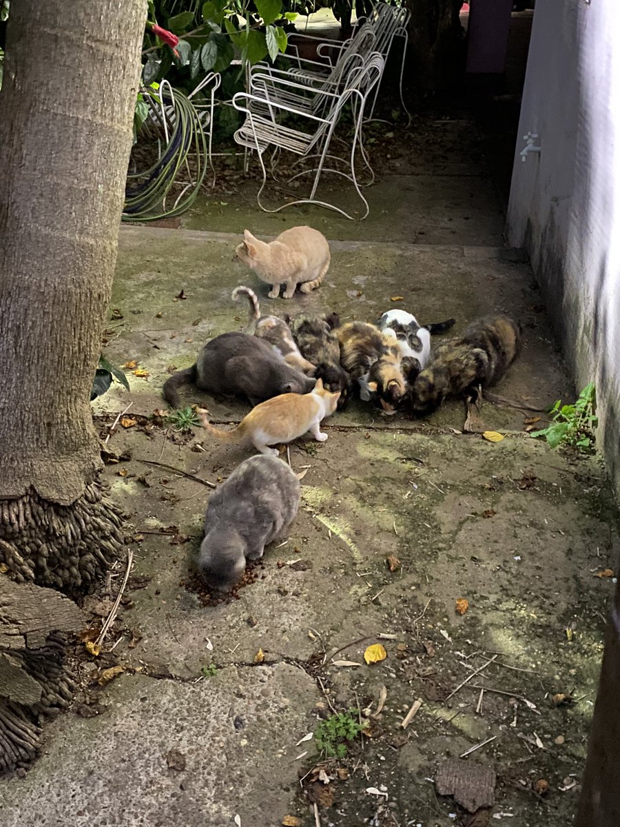 CarmeDarhanpe's tweet photo. Yo se que twitter es servicio asiii que ahí les va. Estamos dándoles de comer a una camada de 16 gatitos aprox (una embarazada y una con 4 bebés) y queremos usar este espacio para pedir a quien pueda colaborar con un poco de granitos ya que a veces se hace pesado para tantos 🖤🙏🏻 https://t.co/wdncKU4mVu
