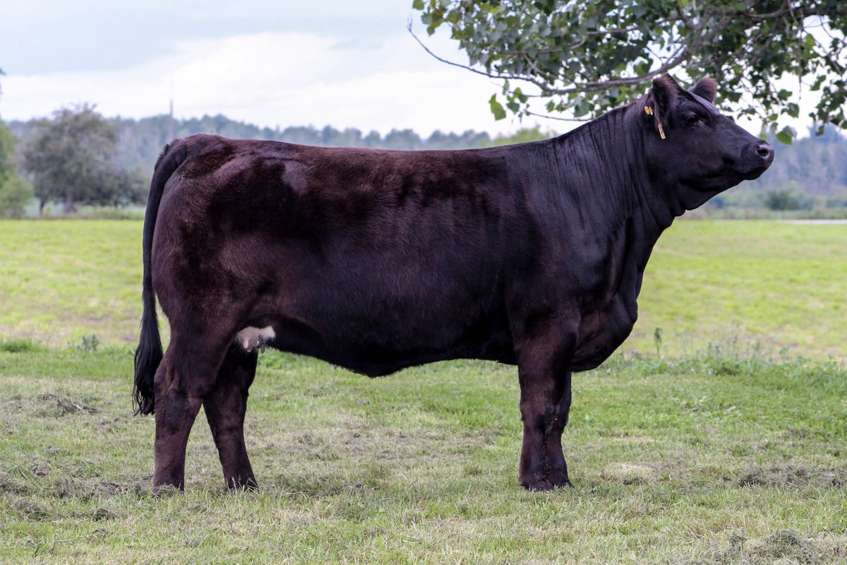 PinchHill's tweet photo. It is Simmental Sale week at the Fall Gala Sale this coming Sunday at @riverpointcc
They are bred early to the exciting Canadian Sires Bull WHF/JS/CCS Double Up G365 who just also happens to be the Sire of River Points Lot 1.
Link to Catalog
https://t.co/bKxbP7QziC
@ASASimmental https://t.co/mNB5hC6wfk