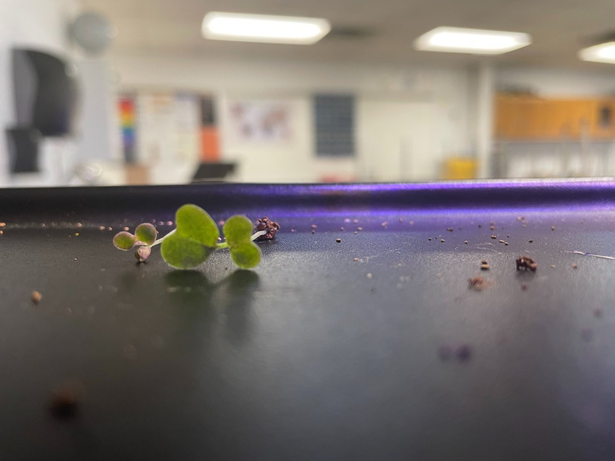 MsGScienceSeeds's tweet photo. Week 1 is in the books! Today they measured height, width and depth, thinned the pots, and made averages! 🌱😊🐾🧡🖤
@GrowBeyondEarth @getMARSfarm @NASAKennedy @FairchildGarden @berkel https://t.co/oSgZP8veb7
