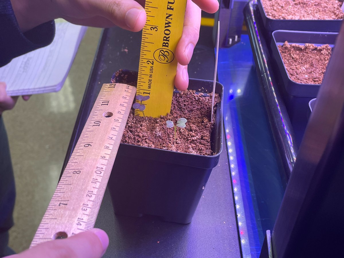 MsGScienceSeeds's tweet photo. Week 1 is in the books! Today they measured height, width and depth, thinned the pots, and made averages! 🌱😊🐾🧡🖤
@GrowBeyondEarth @getMARSfarm @NASAKennedy @FairchildGarden @berkel https://t.co/oSgZP8veb7