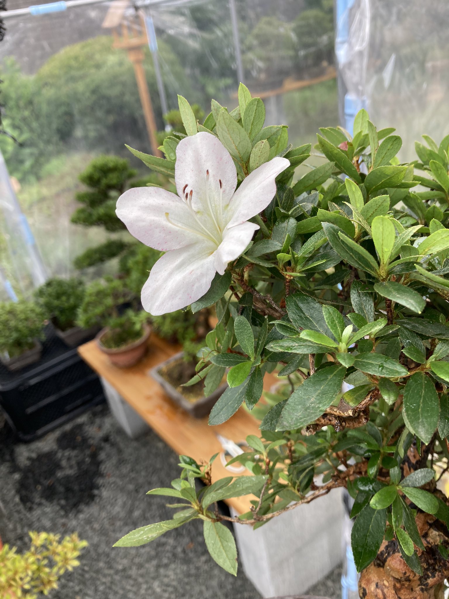 さつき盆栽 暁天か華宝