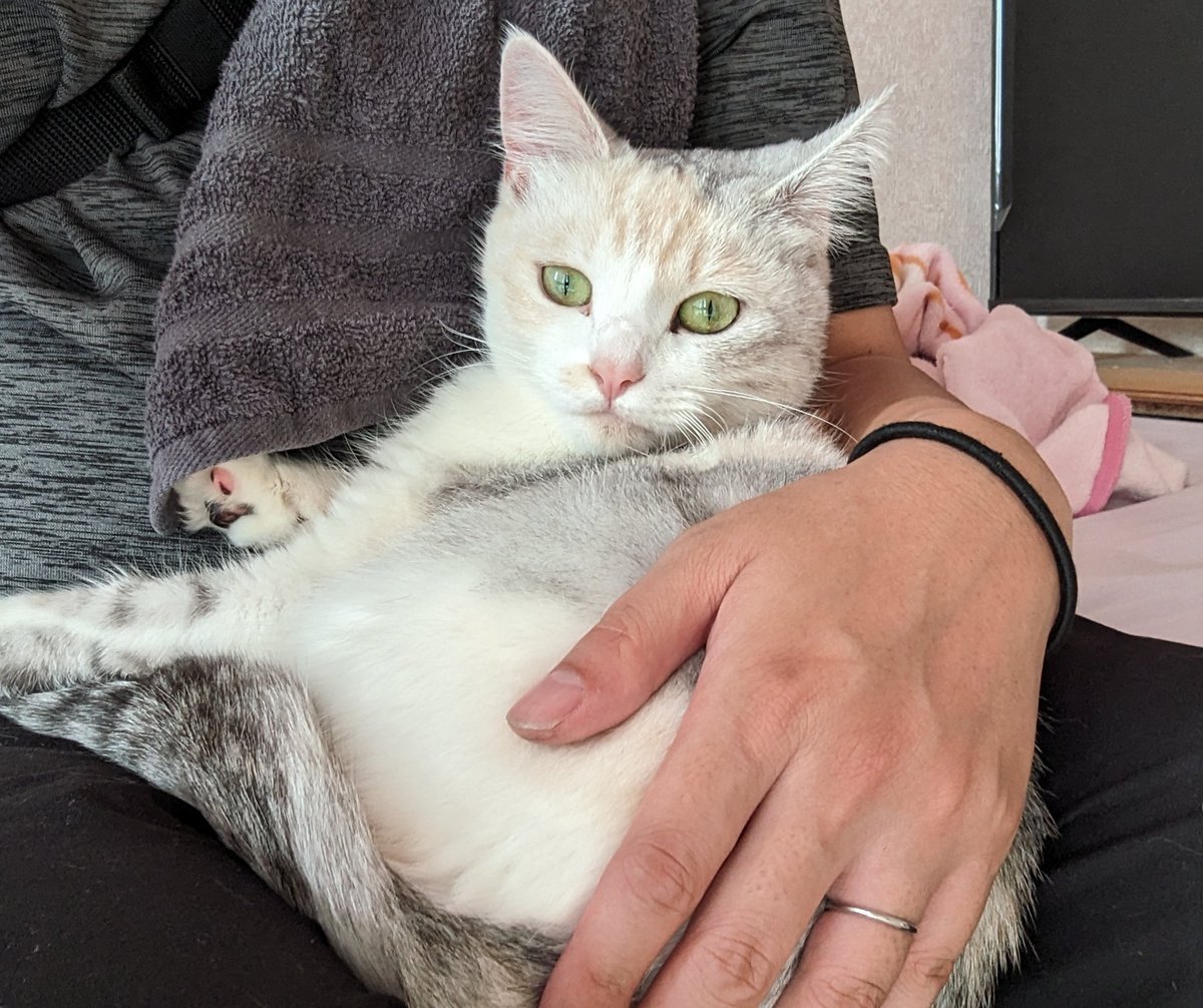 義妹のネコ様膝の上に乗ってきて帰るのを妨害してるくの可愛すぎる🤦‍♀️ 