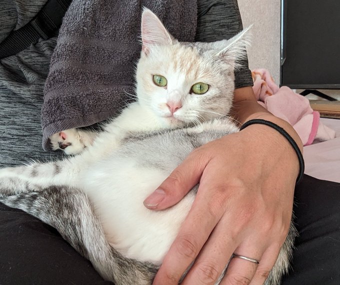 義妹のネコ様膝の上に乗ってきて帰るのを妨害してるくの可愛すぎる🤦‍♀️ 