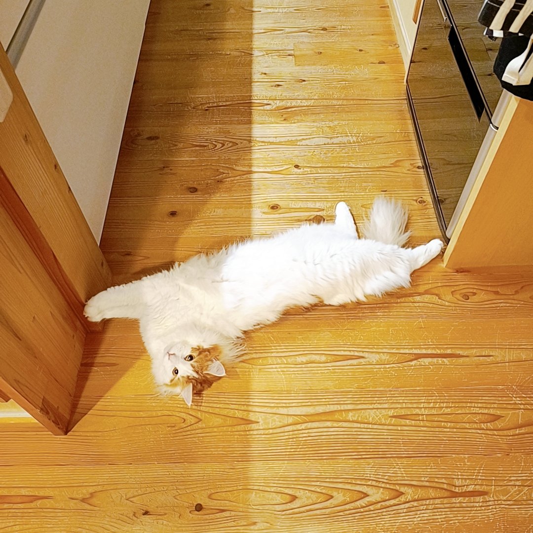 mainecoon_sette's tweet photo. おはようございます✨
〜柱に両手🐾を添えて〜
両サイド添えまで あと少し!
#メインクーン #メインクーン男の子 #長毛猫 #猫 #猫のいる暮らし #今日の猫 #朝 #おはようございます #添えシリーズ #カメラ目線 #maincoon #maincoonlovers #maincoonboy #cat #todayscat #funnypose #lookatthecamera https://t.co/1cna9vwNZL