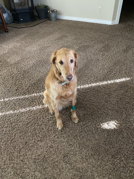 #dailypic #abigail #abbythegolden   She is home 🐾❤️🐾 https://t.co/zJvT5mjxty<a href="/tag/dailypic"class="tags">#dailypic</a><a href="/tag/abigail"class="tags">#abigail</a><a href="/tag/abbythegolden"class="tags">#abbythegolden</a>