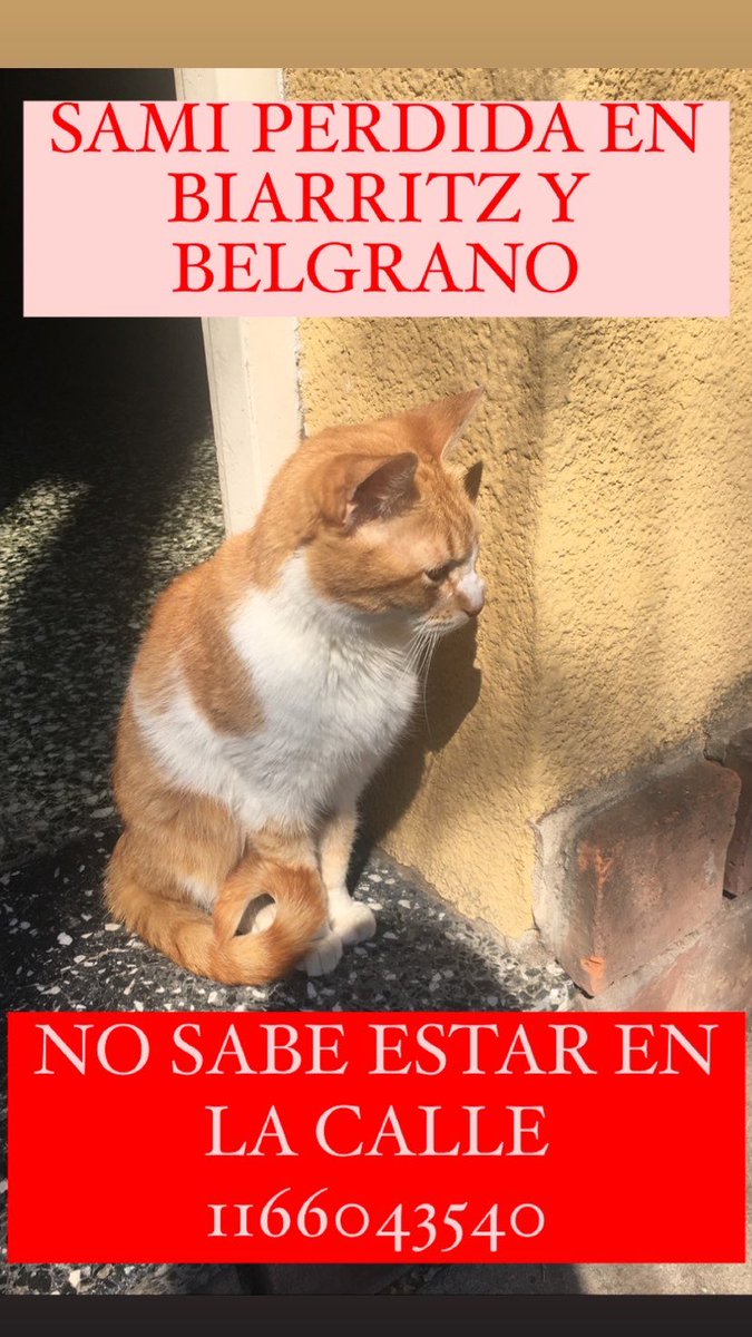 Jucambiaso's tweet image. Sami se perdió y no sabe estar en la calle, ella solo sale a la puerta cuando hay alguien pero se asusto y corrió
Necesito encontrarla
El contacto soy yo! 1166043540 
chilavert- villa ballester