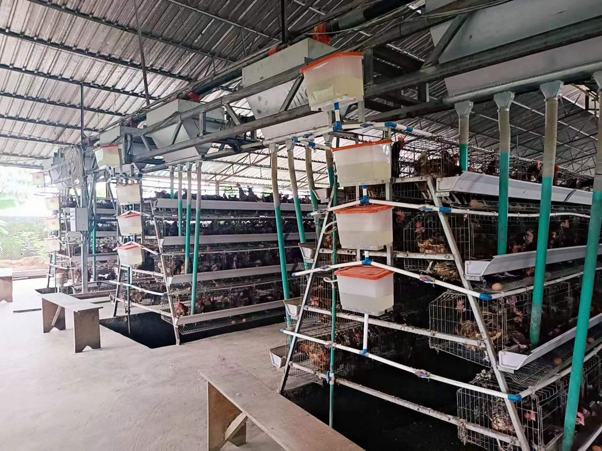 LiviCage's tweet photo. 12000 birds layer cage will be sent to Zambia farm. for more layer cage details, please contact with us. whatsapp:+ 86 15090085057
 #layercage #chickencage #poultryequipment #Zambia #chickenfarm #poultryfarm https://t.co/IC0nw8RroJ