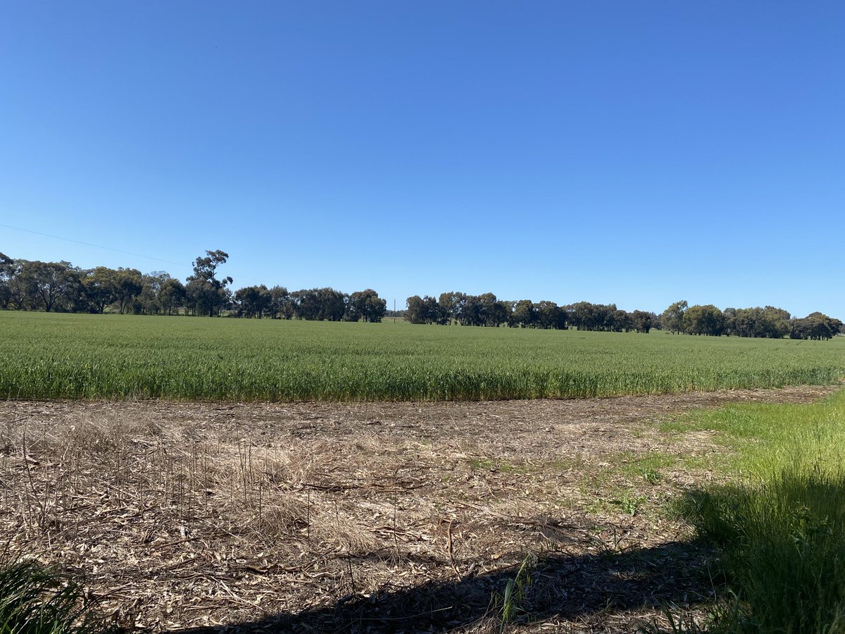 Some good even crops south of Dookie will go close to 4 t/ha