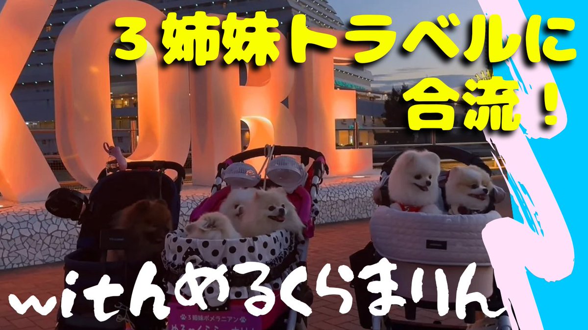 POMExMOMOTA's tweet photo. #愉快な３姉妹ポメラニアン の
めるくらまりんちゃんに逢ってきました😍
３姉妹トラベルに合流です!!!
その時の様子を是非YouTube動画で御覧になって下さいませ！
https://t.co/JbHID9hgCZ

#ポメラニアン 
#ポメラニアンのモモ太 
#モモ太チャンネル 
#メリケンパーク 
#ウルフセーブル https://t.co/XiulyRWzwH