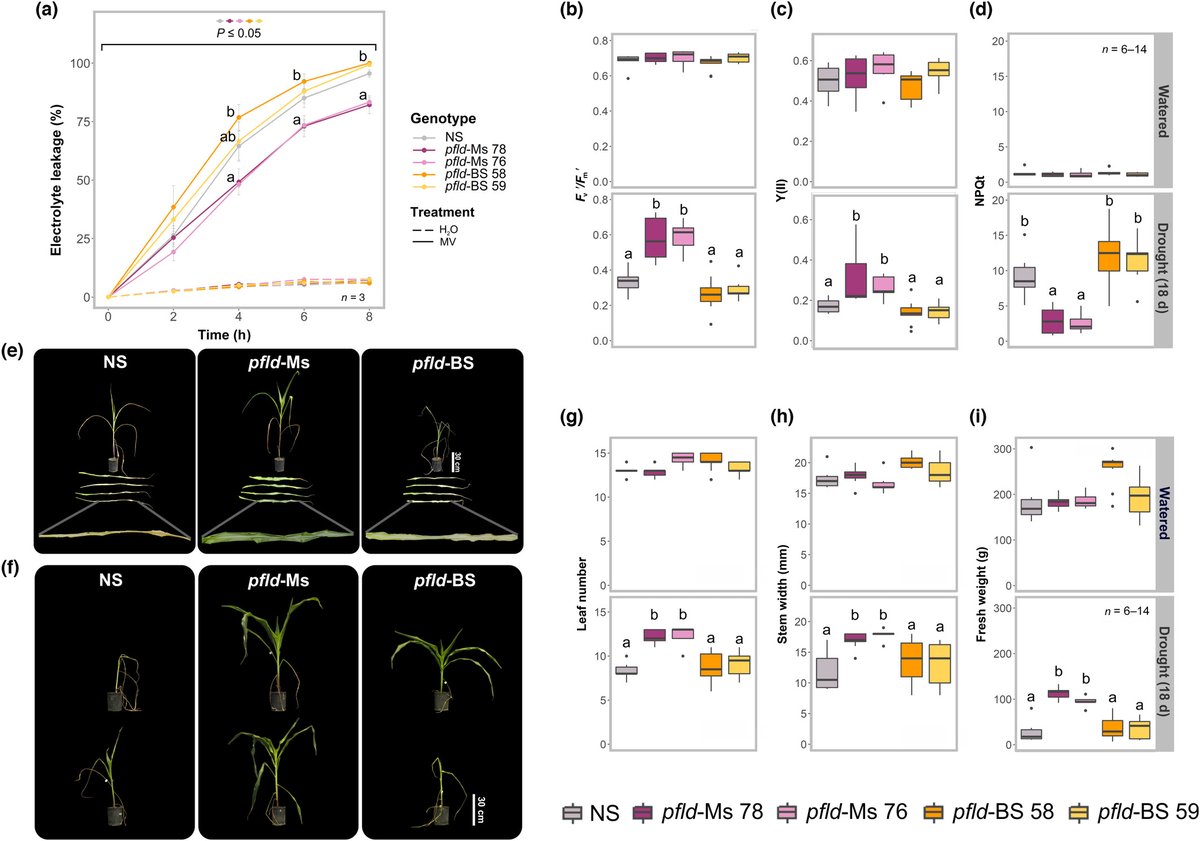 New Phytologist (@newphyt) on Twitter photo Targeting of flavodoxin to chloroplasts of mesophyll but not bundle sheath maize cells confers increased drought tolerance
📖 ow.ly/41o150PUZuQ
by Demarchi et al.
<a href="/wileyplantsci/">Wiley Plant Science</a> #PlantScience Targeting of flavodoxin to chloroplasts of mesophyll but not bundle sheath maize cells confers increased drought tolerance
📖 ow.ly/41o150PUZuQ
by Demarchi et al.
<a href="/wileyplantsci/">Wiley Plant Science</a> #PlantScience