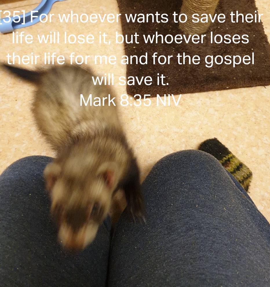 CitizenZee4's tweet photo. Senna brings you tonights bible message https://t.co/rEJSk2TtwK