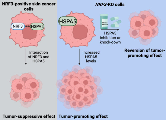 Dermal Cell News (@dermalcell) on Twitter photo Experiments revealed that NRF3 transcription factor suppresses squamous carcinogenesis. #SquamousCell
Learn more about the mechanisms uncovered in <a href="/EmboMolMed/">EMBO Mol. Medicine</a>:
🔍 shorturl.at/lFN27 Experiments revealed that NRF3 transcription factor suppresses squamous carcinogenesis. #SquamousCell
Learn more about the mechanisms uncovered in <a href="/EmboMolMed/">EMBO Mol. Medicine</a>:
🔍 shorturl.at/lFN27