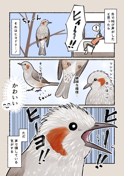 意外と知らない鳥の生活 「大声の鳥がいたら…」 ヒヨドリはよく見るとかわいい鳥なんです…!