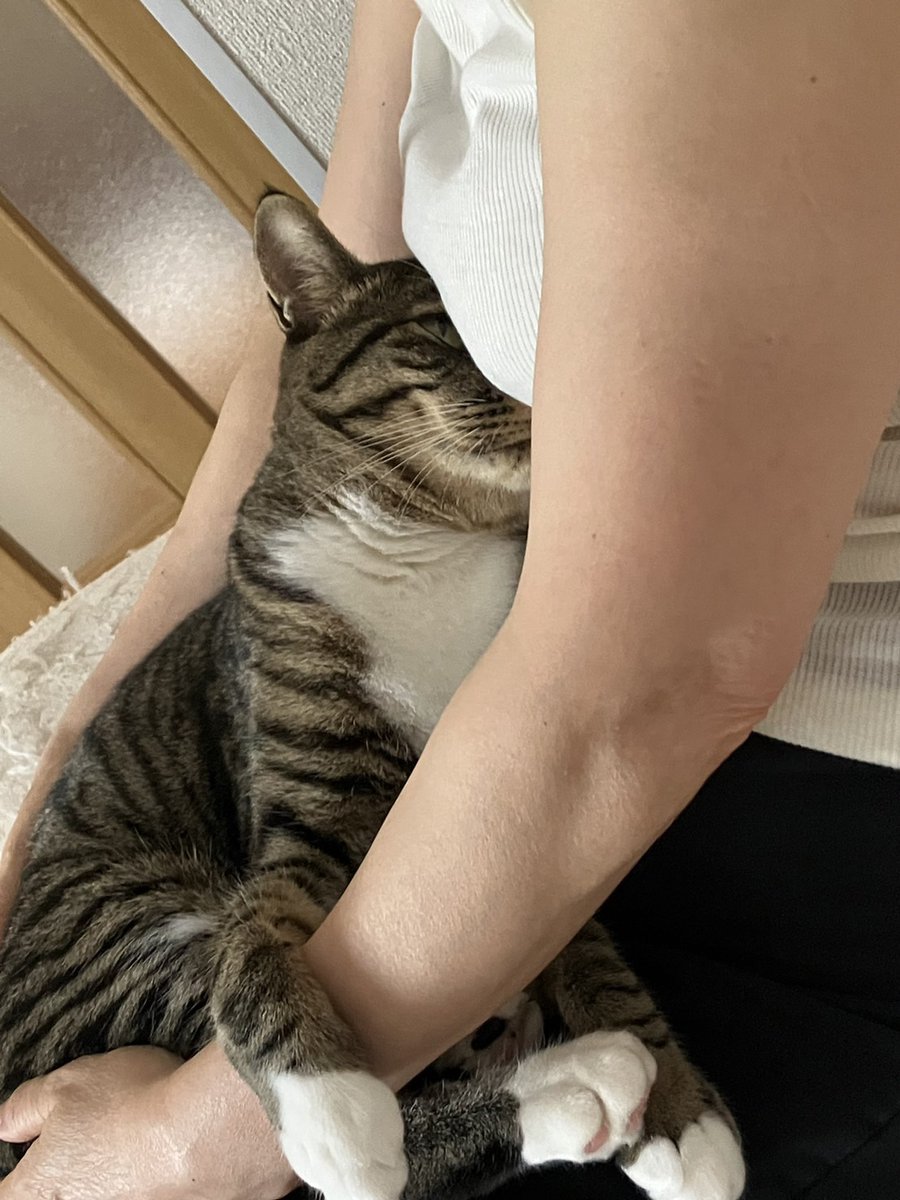 saigonohitori2's tweet photo. これ実家の猫 https://t.co/Hopz7jYLJs