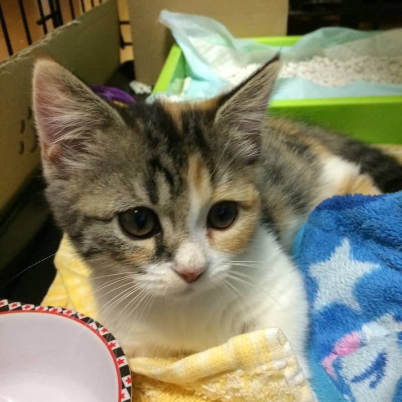 _97626's tweet image. 爆短ガール真緒ちゃん
#これがこうなる選手権