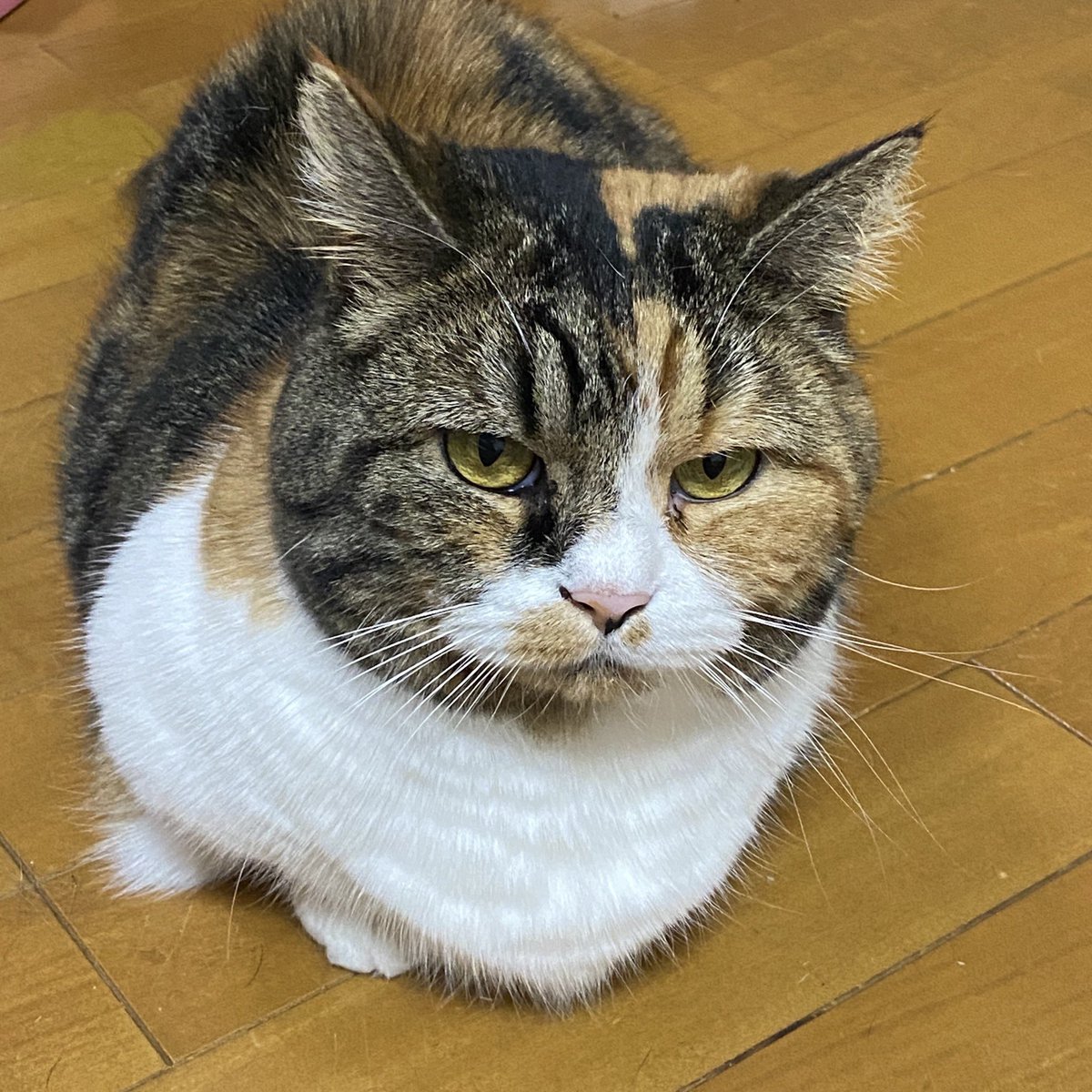 _97626's tweet image. 爆短ガール真緒ちゃん
#これがこうなる選手権